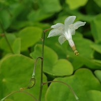 Vancouveria hexandra
